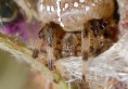 /album/araneidae/araneus-quadratus-8-jpg/